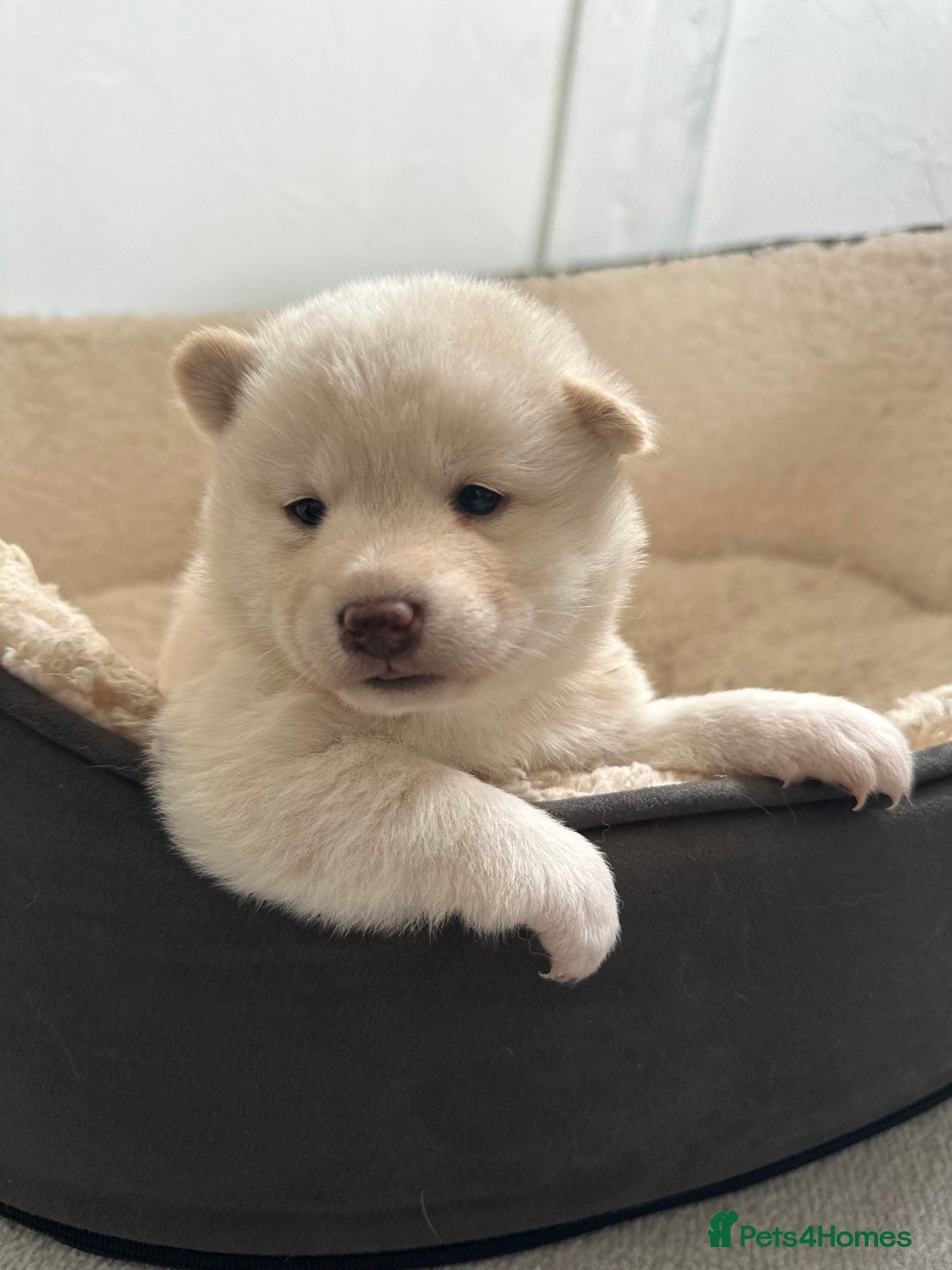 Japanese Shiba Inu dogs for sale: Japanese Shiba Inu puppies - Image 3