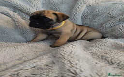 Bullmastiff dogs for sale: K.c registered Bullmastiff puppies  - Image 11