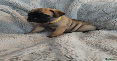 Bullmastiff dogs - Advert 6