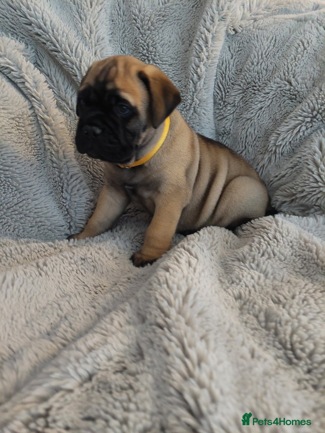 Bullmastiff dogs for sale: K.c registered Bullmastiff puppies  - Image 11