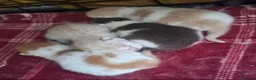 British Shorthair cats for sale: GCCF chunky British shorthair kittens - Advert 8