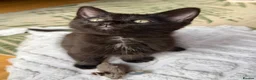 Ragdoll cats for sale: Mink Ragdoll x BSH Aqua Eyes adorable ready now! - Advert 7