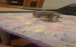 Mixed Breed cats for sale: 1 kitten left ready  2nd sept  - Image 8