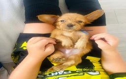 Miniature Dachshund dogs for sale: ⭐️Last two⭐️Long Hair KC Reg miniature Dashunds  - Image 8