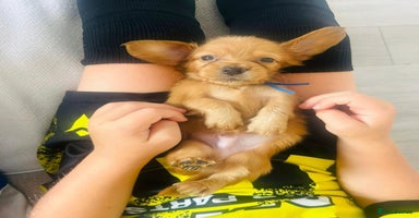 Miniature Dachshund dogs - Advert 7