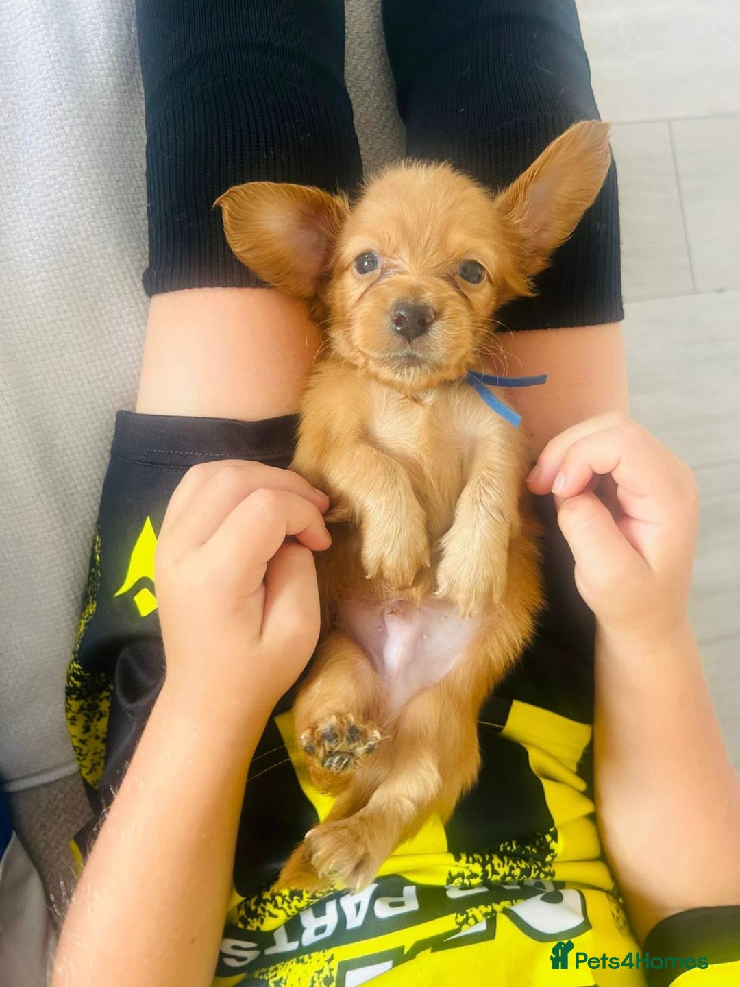 Miniature Dachshund dogs for sale: ⭐️Last two⭐️Long Hair KC Reg miniature Dashunds  - Image 8