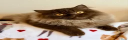 British Longhair cats for sale: Chocolate BLH boys TICA registration  - Advert 6