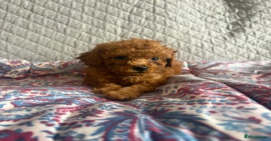 Cavapoo dogs - Advert 13
