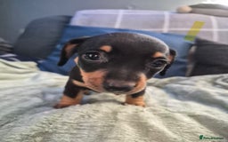 Mixed Breed dogs for sale: Mini dachshund cross puppies  - Image 5