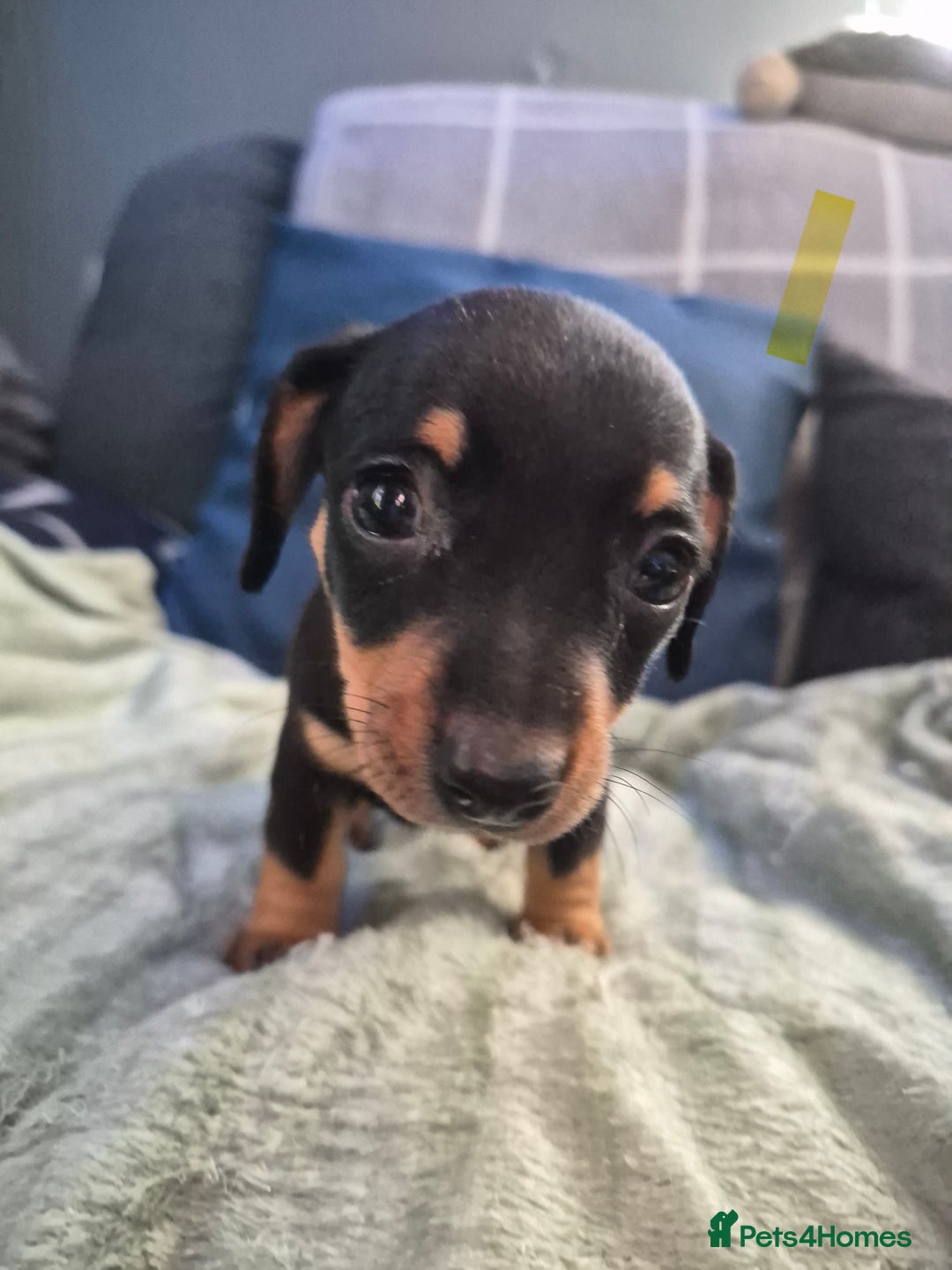 Mixed Breed dogs for sale: Mini dachshund cross puppies  - Image 5