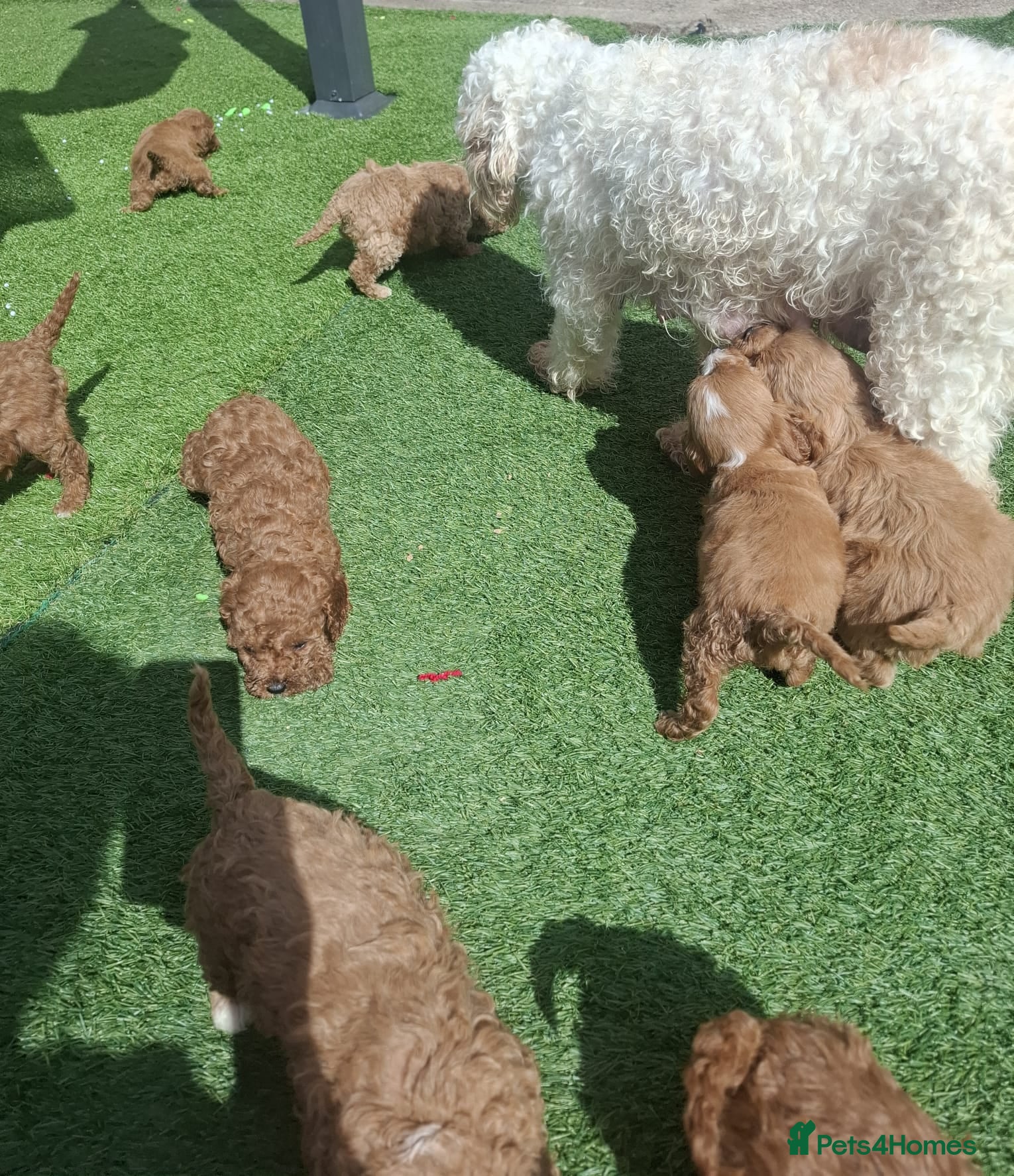 Cavapoo dogs Cavapoo beautiful 😍 litter rare fox red ♥️  - Advert 1