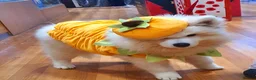 Samoyed dogs for sale: Samoyed  in London - Advert 2