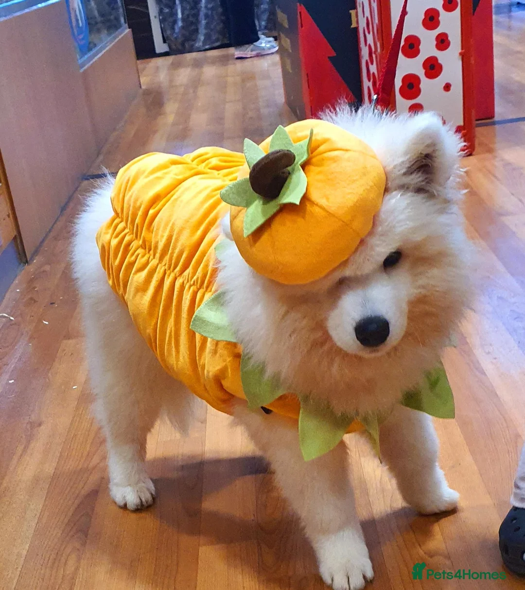 Samoyed dogs for sale: Samoyed  in London - Advert 2