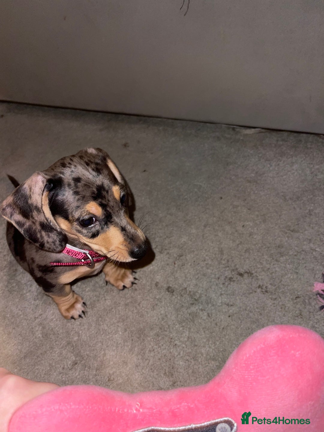 Miniature Dachshund dogs for sale: Skyla for sale  - Advert 2