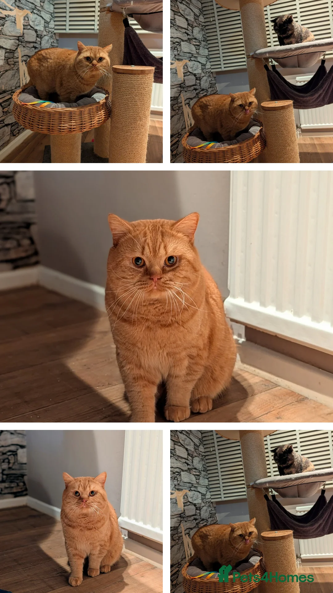 British Shorthair cats for stud: 🐯 European Import Champion Red BSH Boy ,BG-B😺 - Advert 12