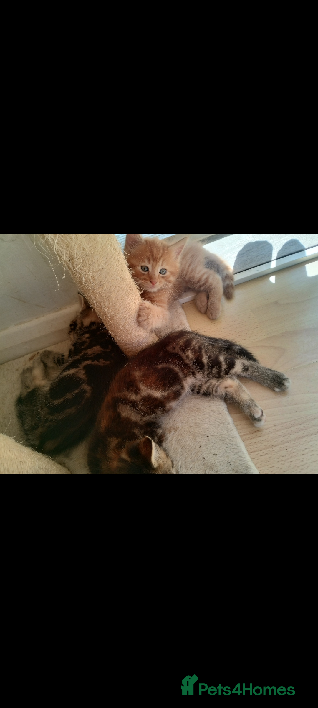 Mixed Breed cats for sale: Beautiful kittens  - Image 5