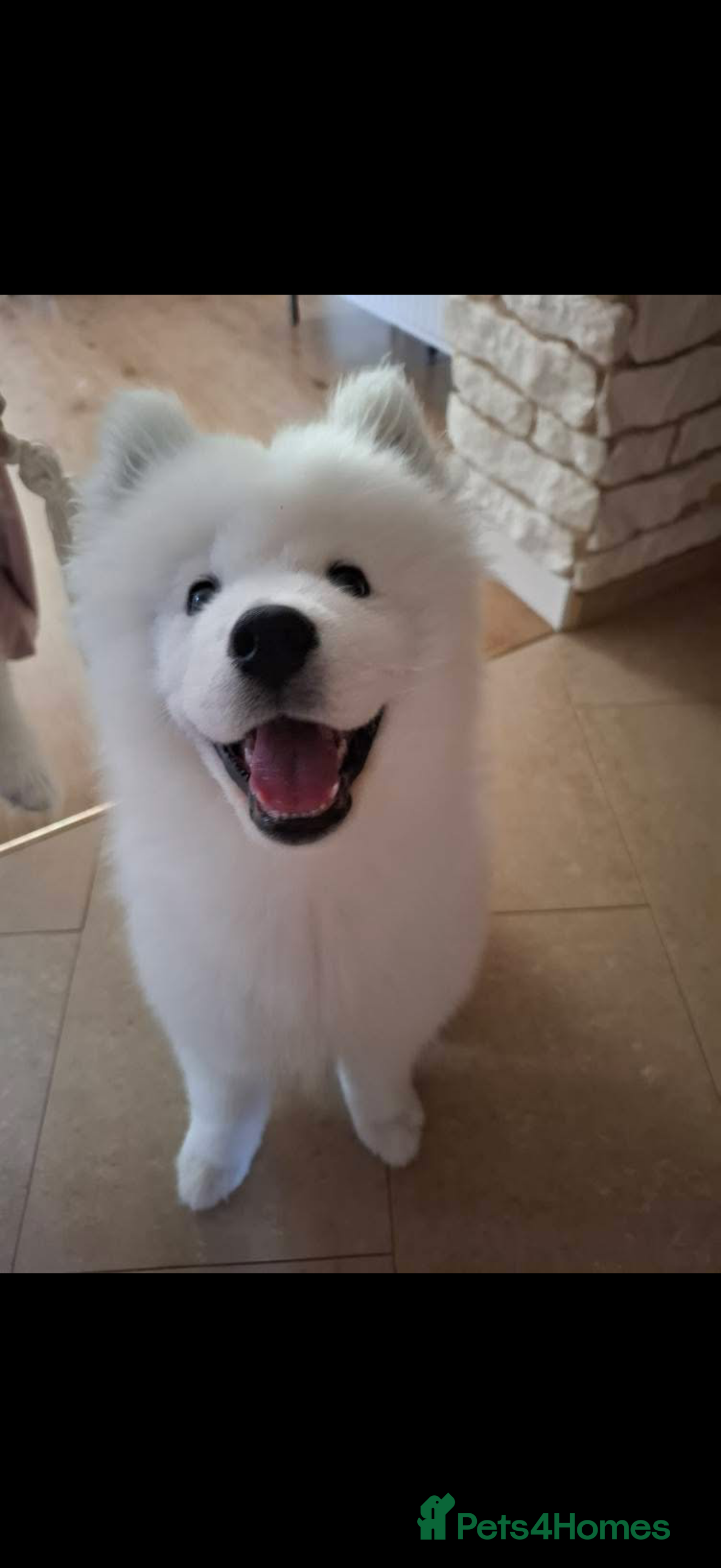 Samoyed dogs Samoyed puppy pure breed - Advert 1