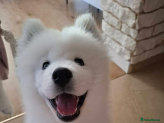 Samoyed dogs Samoyed puppy pure breed - Advert 3