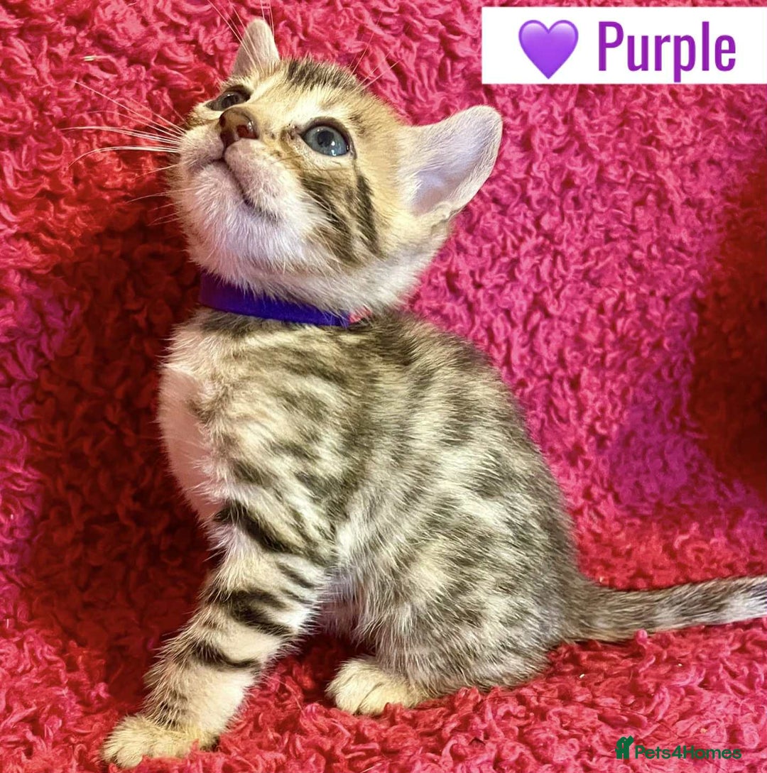 Bengal cats for sale: Beautiful Bengal Kittens  - Image 8