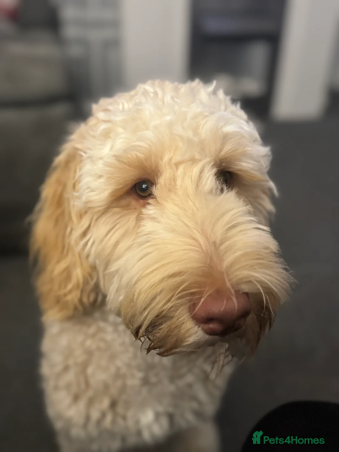 Cockapoo dogs for sale: Teddy - Advert 2