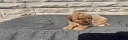Toy Poodle dogs for sale: Beautiful red toy poodles  - Advert 7