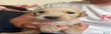 Golden Retriever 6 (purple collar) 