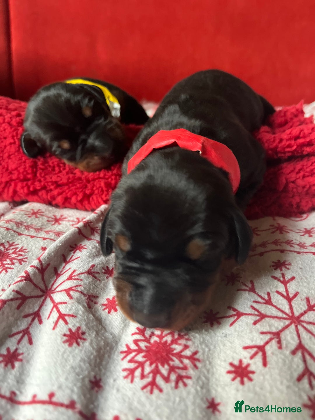 Dobermann dogs for sale: 🏆Supreme Dobermanns - Where Excellence Begins 🏆 - Image 10