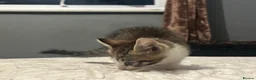 Mixed Breed cats for sale: 2 tabby kittens 🐱  - Advert 7