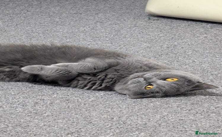 British Shorthair cats - Advert 12