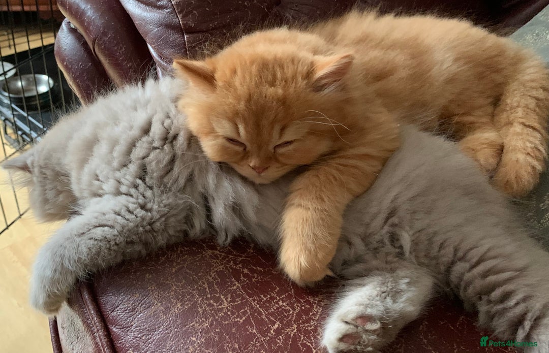 British Longhair cats for sale: BRIRISH long hair kittens - Image 4