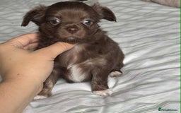 Chihuahua dogs for sale: Longhair chihuahua boys, Longhair Chocolate Girl - Image 7