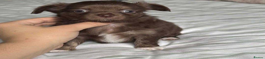 Chihuahua Puppy 3