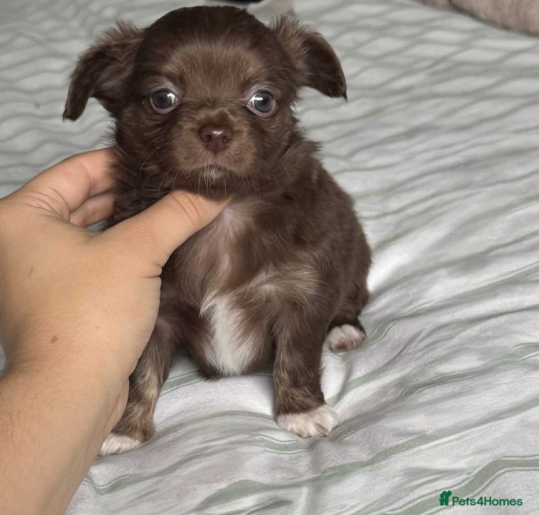Chihuahua dogs for sale: Longhair chihuahua boys, Longhair Chocolate Girl - Image 7