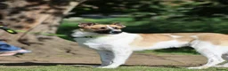 Mixed Breed dogs for adoption: 🤎 Pixel – The Gentlest Soul You’ll Ever Meet 🤎 - Advert 12