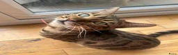Bengal cats for sale: Male and female Bengal  - Advert 2