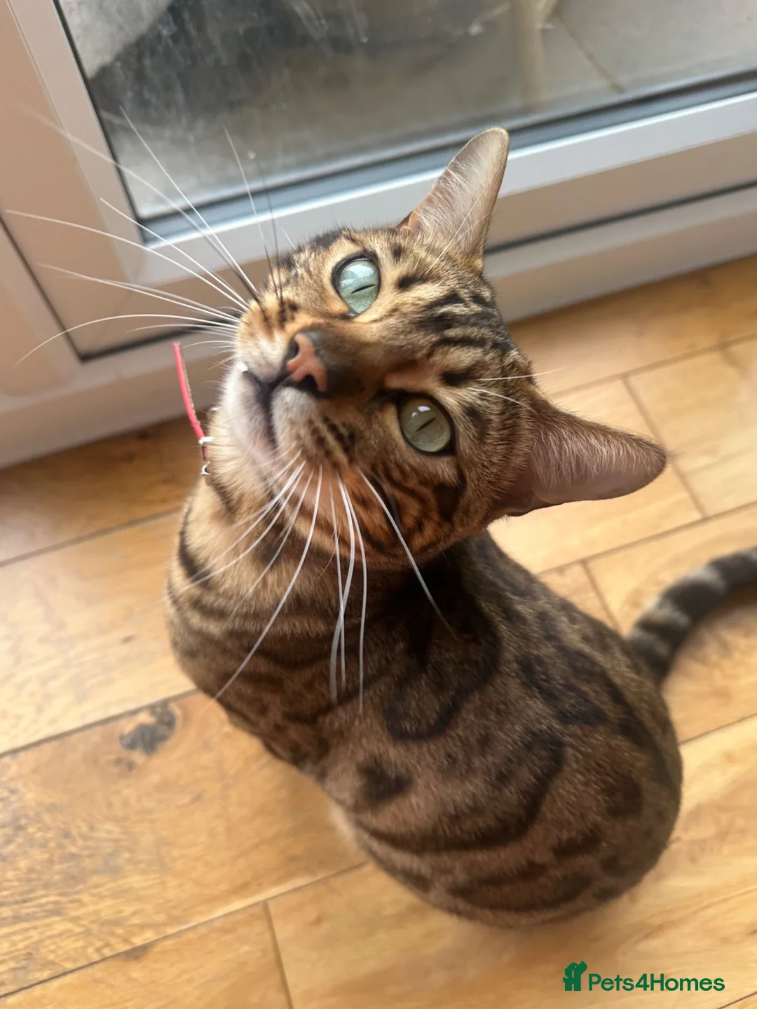 Bengal cats for sale: Male and female Bengal  - Advert 2