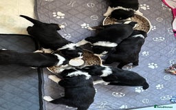 Border Collie dogs for sale: Border collie puppies  - Image 2