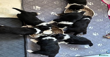 Border Collie dogs - Advert 9