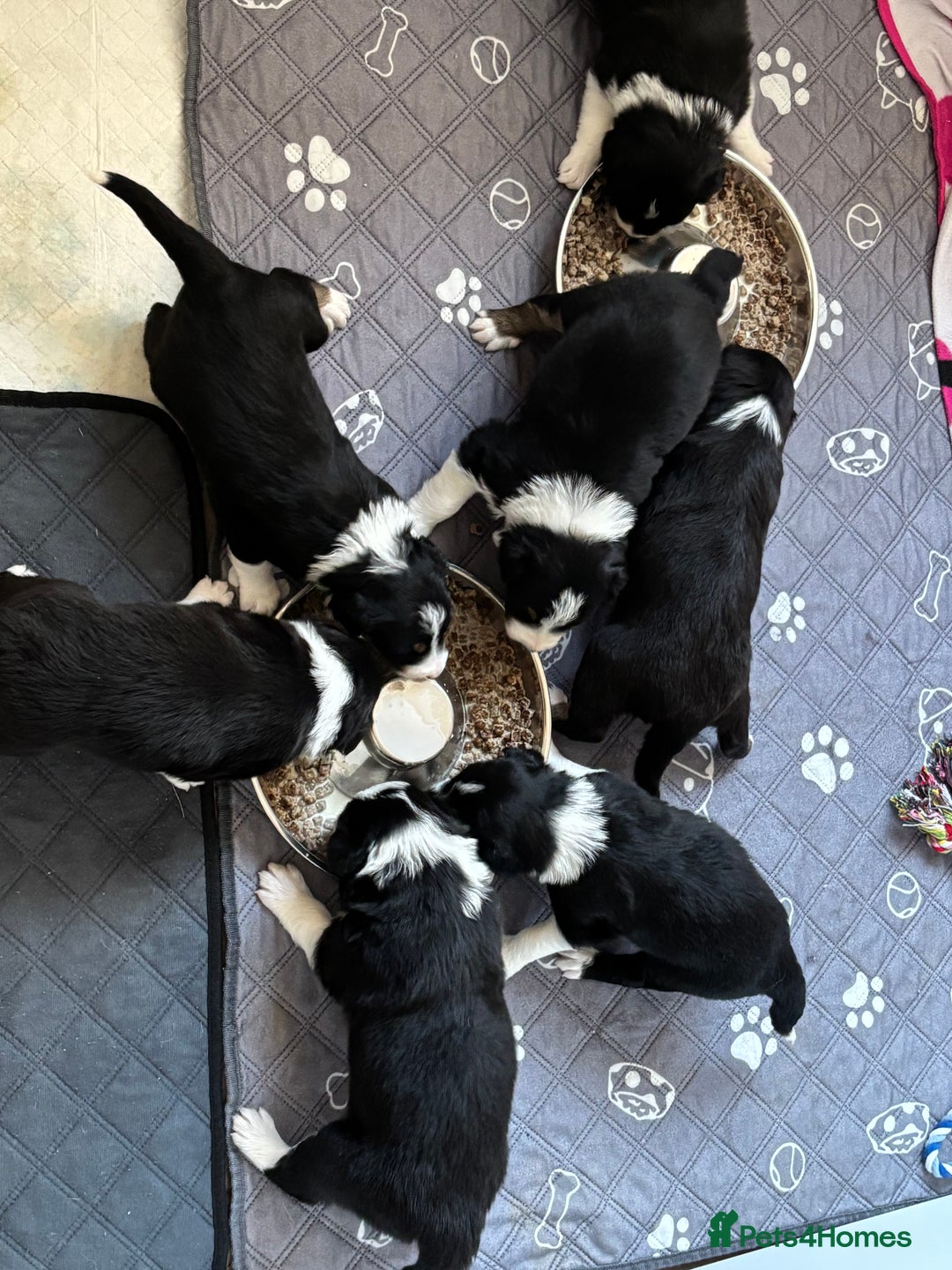 Border Collie dogs for sale: Border collie puppies  - Image 2