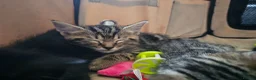 Mixed Breed cats for sale: Stunning Bombay Cross Kittens – Trained & Playful - Advert 3