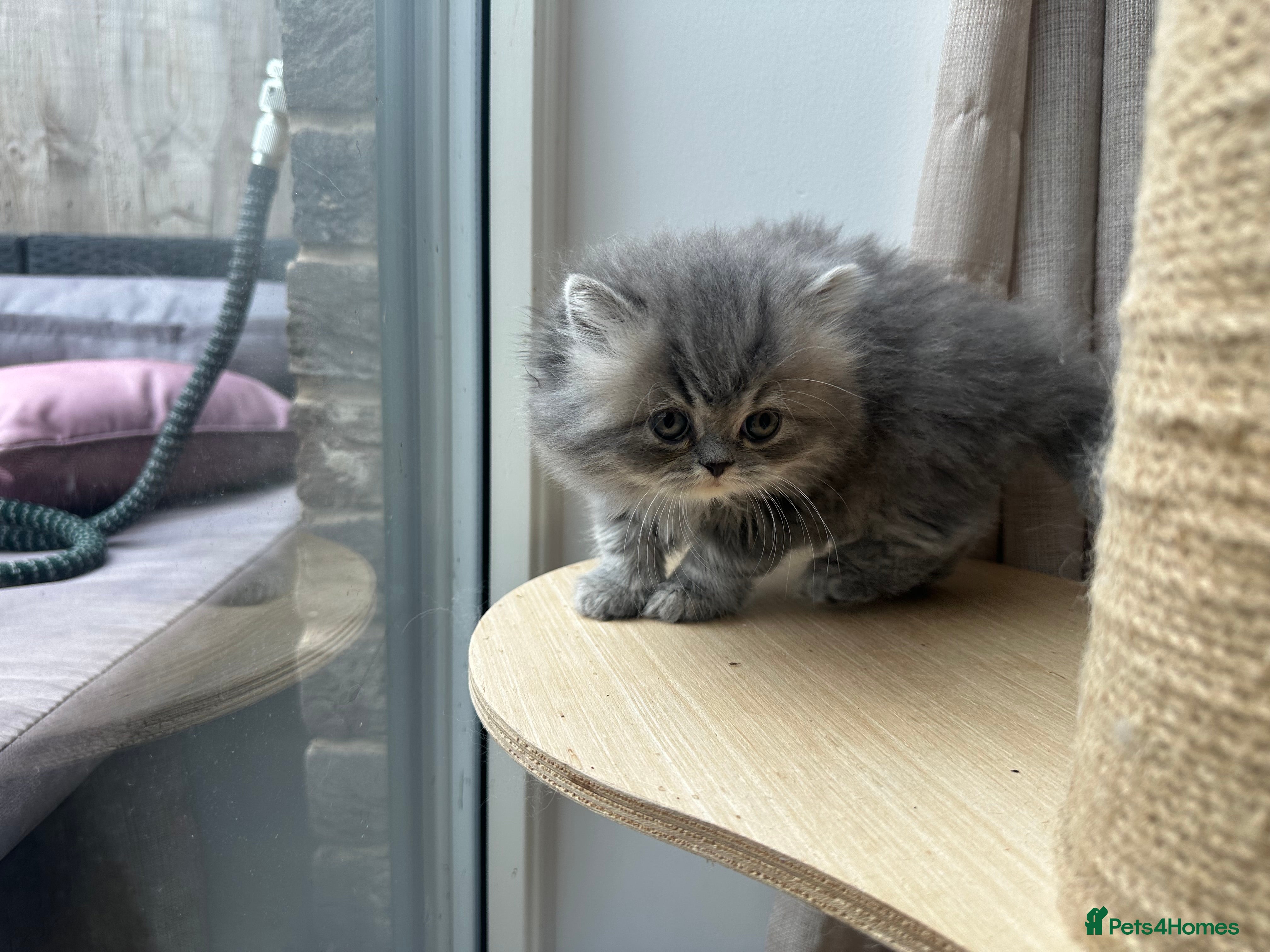 Persian cats Beautiful Persian Kittens from GCCF reg Parents - Advert 2