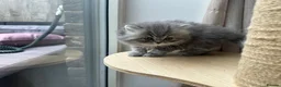 Persian cats for sale: Beautiful Persian Kittens from GCCF reg Parents - Advert 2