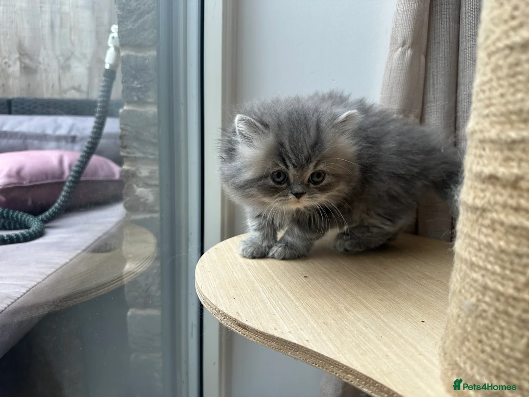 Persian cats for sale: Beautiful Persian Kittens from GCCF reg Parents - Advert 2