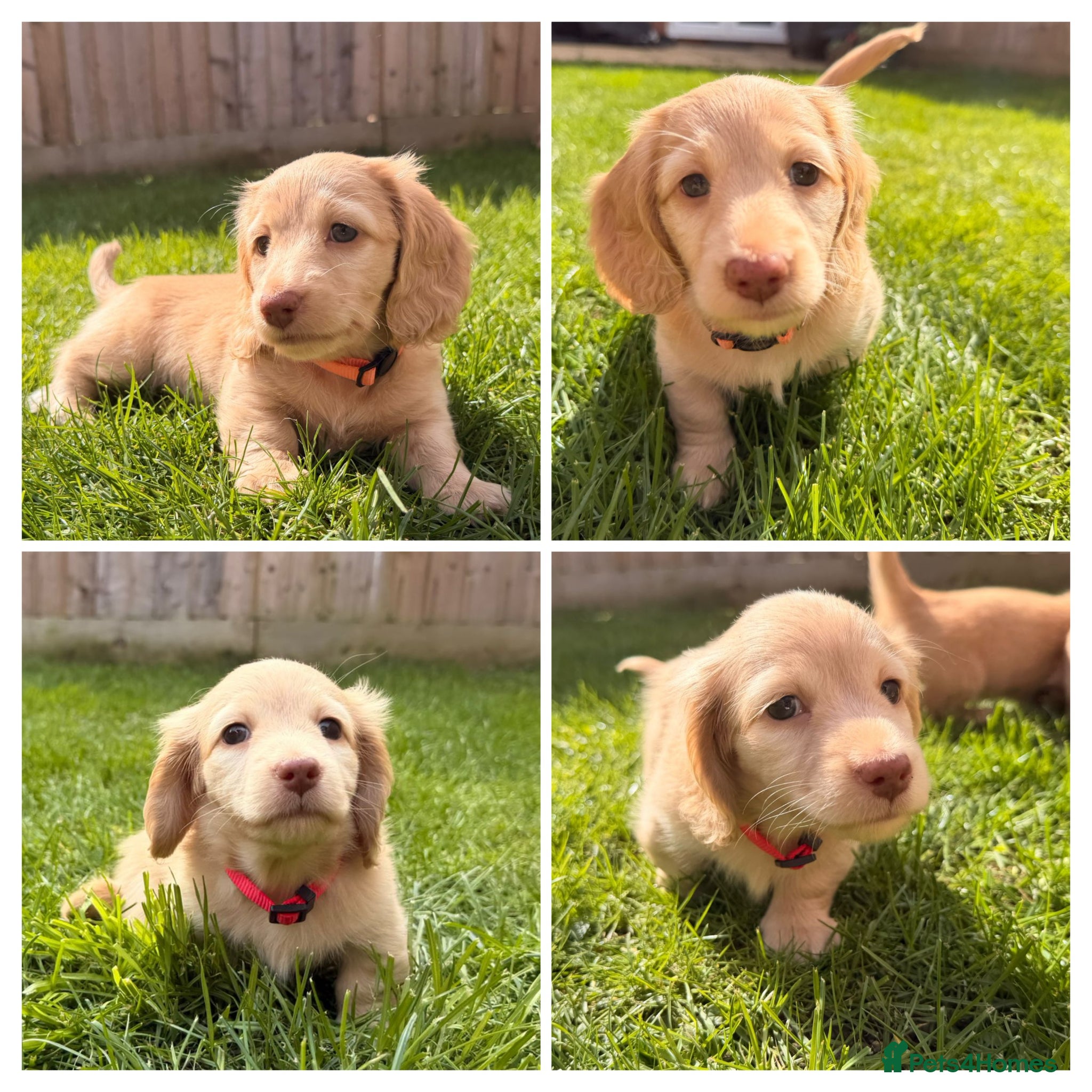 Miniature Dachshund dogs LAST TWO!! KC Cream Mini Long haired Dachshunds - Advert 2