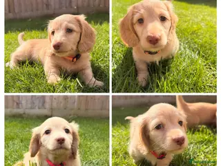 Miniature Dachshund dogs LAST TWO!! KC Cream Mini Long haired Dachshunds - Advert 6