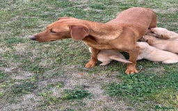 Goldador dogs for sale: Gorgoeus Goldador’s-Health Tested  - Image 9