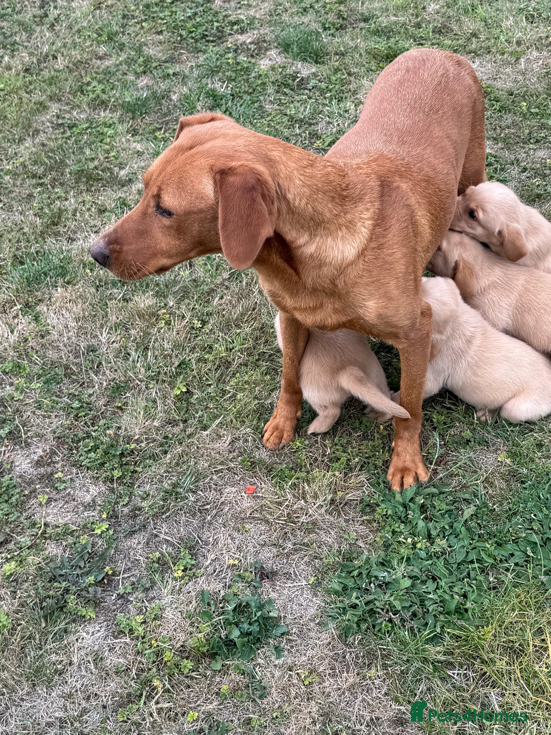 Goldador dogs for sale: Gorgoeus Goldador’s-Health Tested  - Image 9
