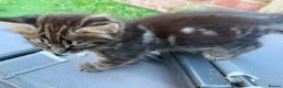 Bengal cats for sale: Bengal X Maine Coon Kittens  in Lyme Regis - Advert 15
