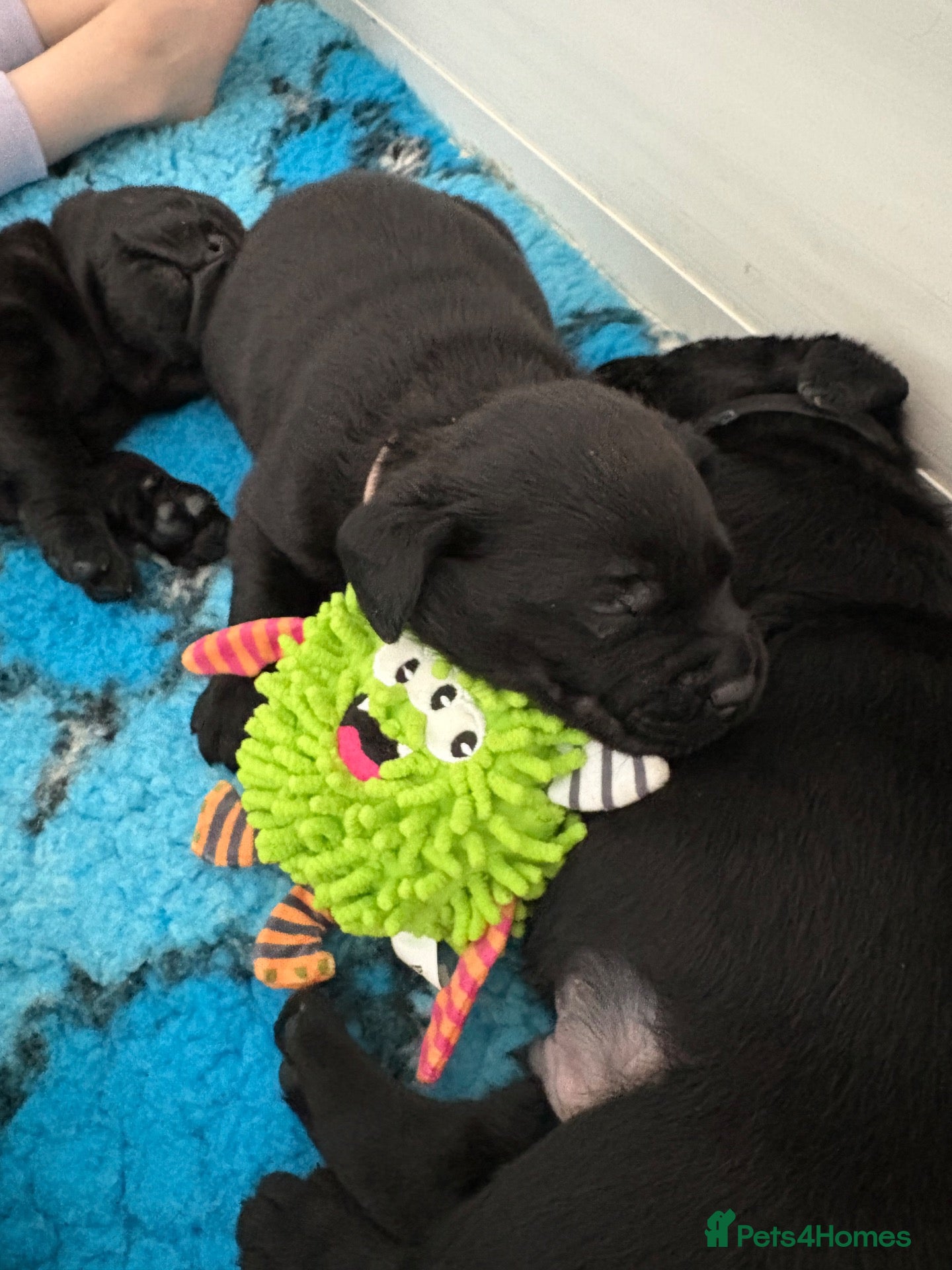 Labrador Retriever dogs Labrador puppies - Advert 12