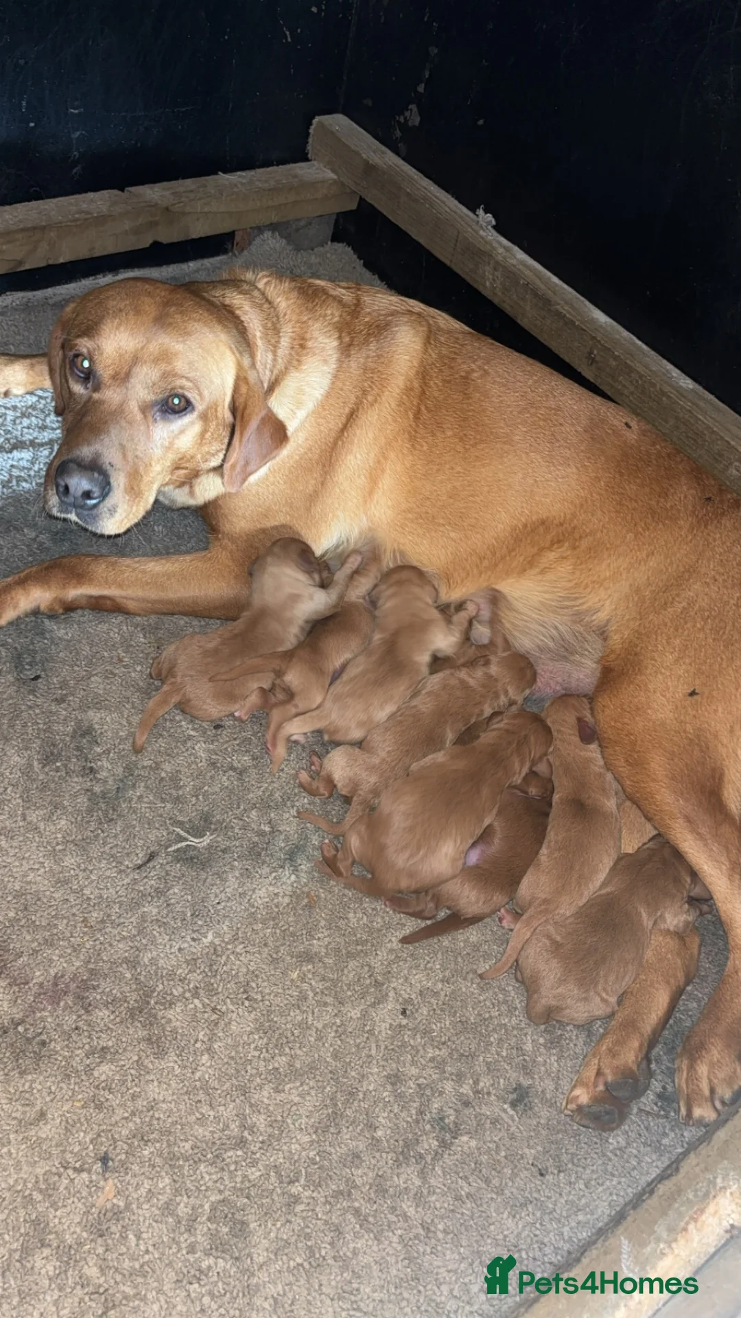 Labradoodle dogs for sale: F1 Labradoodle puppies  - Advert 2